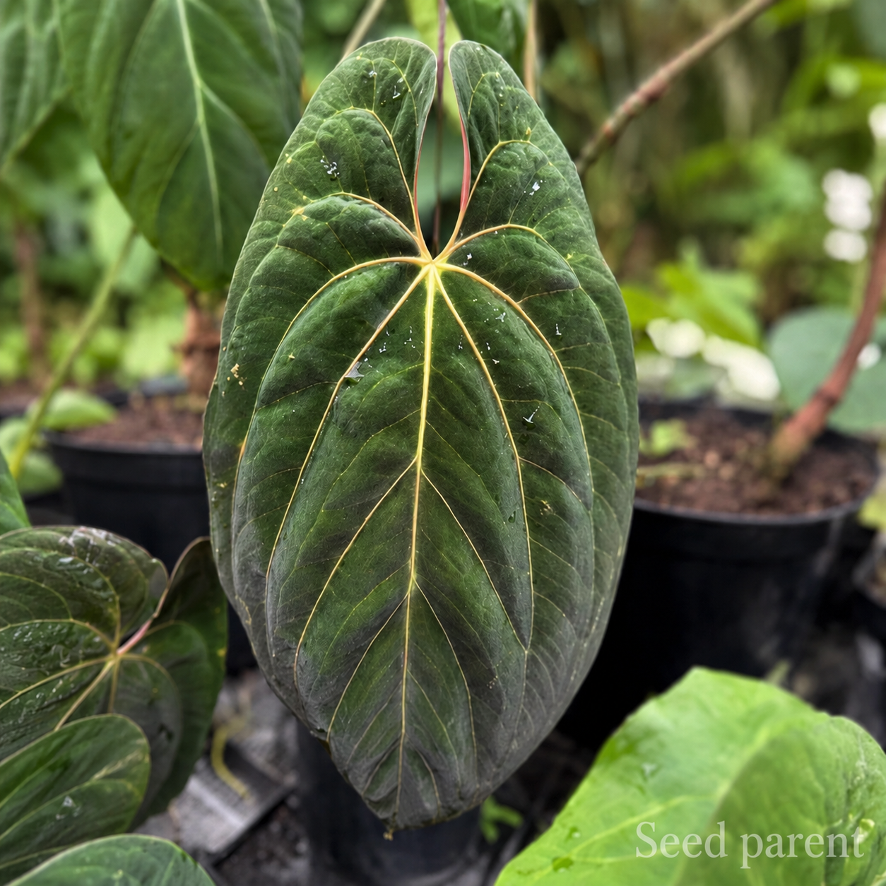 ChatGPT Image 17_03_03 12 thg 8, 2026