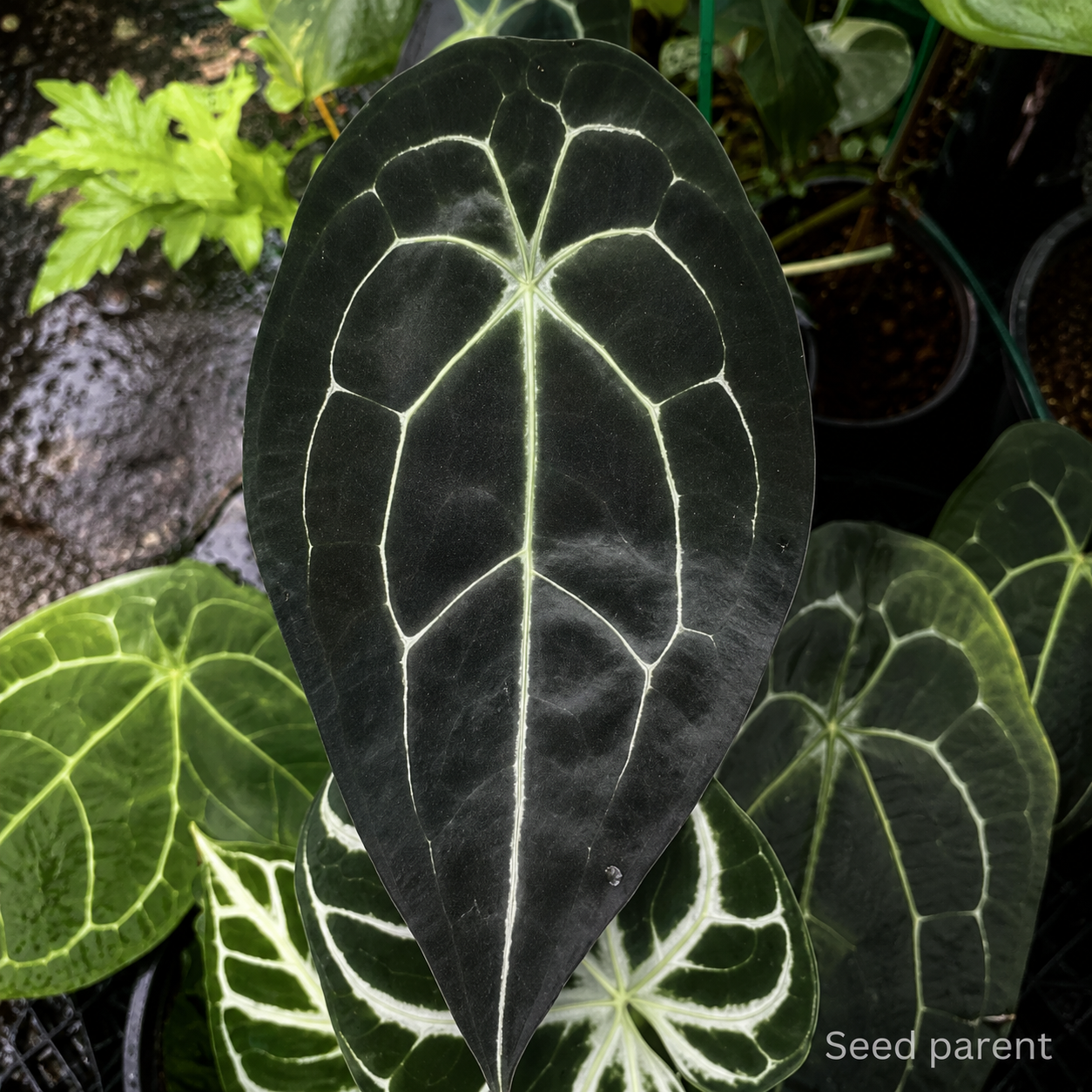 ChatGPT Image 19_21_49 12 thg 8, 2026